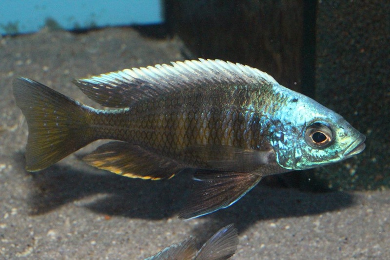 Otopharynx tetraspilus